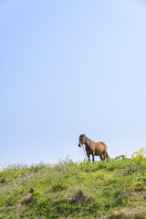 healthy Horse on a hill