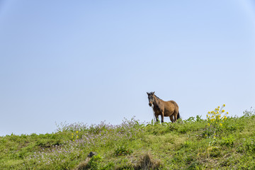 healthy Horse on a hill
