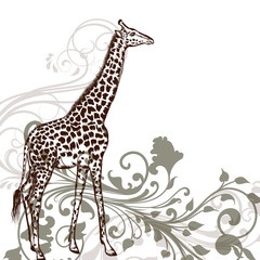 Fototapeta na wymiar Detailed giraffe animal in engraved style