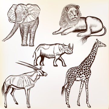 Vector set of hand drawn detailed  African animals with calligra