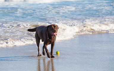 Chocolate labrador