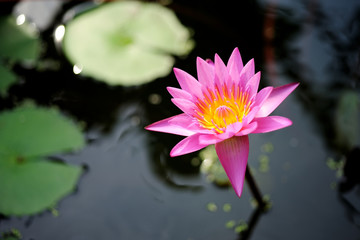 Pink water lily