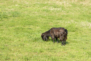 black goat eating plant