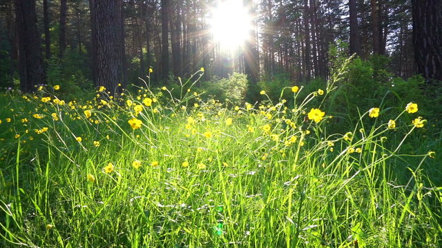 walk in the summer forest at sunset
