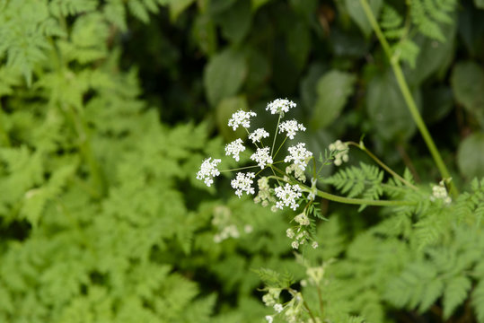 Angelica acutiloba flowers