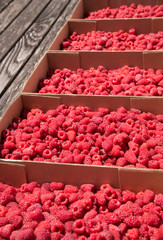 Boxes of freshly picked raspberries for healthy living 

