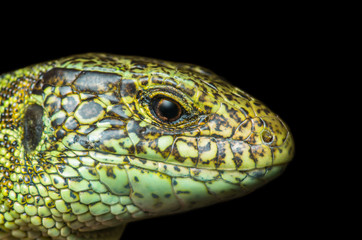Lizard male portrait on black background