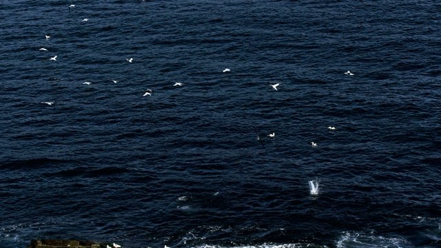 Gannets Fly, Flock, and Divebomb - Cranked FPS