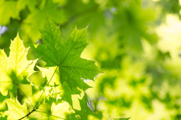 Fototapeta na wymiar spring maple leaves background
