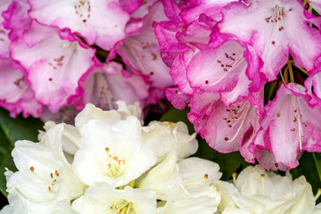 薄黄色とピンクのシャクナゲの花のアップ