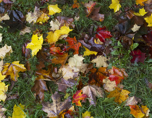 Autumn palette