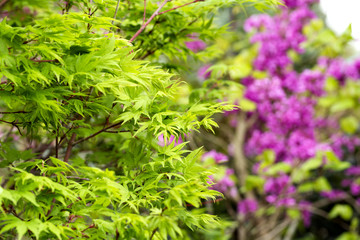 赤紫の花をバックにカエデの新緑
