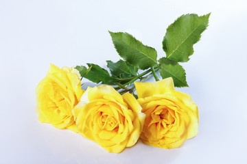 yellow roses