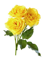 yellow roses,isolate