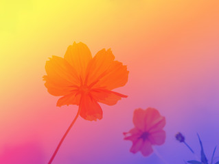 Obraz premium beautiful wildflowers with color filters