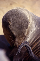 Primo piano di una Otaria del Capo - Cape fur Seals (Arctocephalus pusillus) di Cape Cross in Namibia
