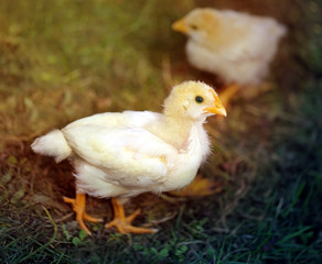 Beautiful yellow chickens