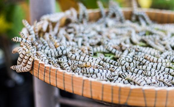Silkworms