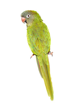 Blue Crown Parrot isolated on white