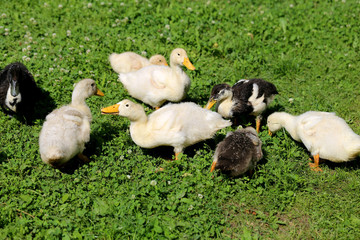 Beautiful ducks