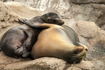 Fototapeta premium Couple of sea lions hugging affectionatly