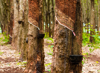 Drops of latex from the rubber trees over 30 years old rubber plantations in Thailand.
