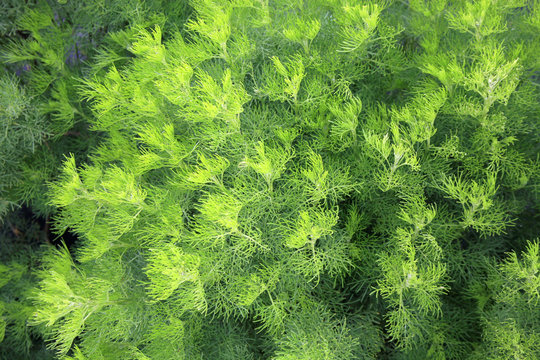 Delicate, green Artemisia abrotanum as hedge in rustic, country garden.