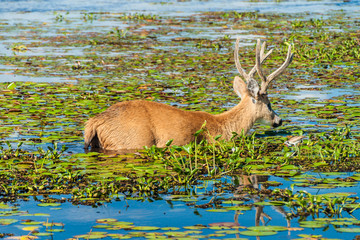 Marsh deer in Esteros del Ibera