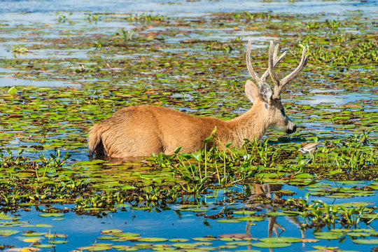 Fototapeta Marsh deer in Esteros del Ibera
