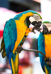 Colorful macaws parrot in the zoo