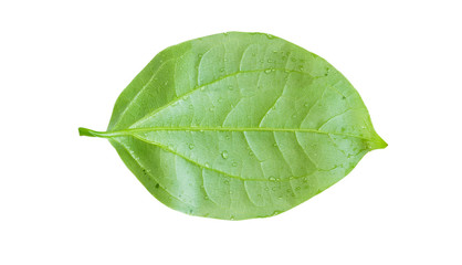 Naklejka na ściany i meble Green leaf. Isolated on a white.