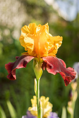 rare color red and yellow iris close up