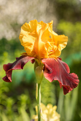 rare color red and yellow iris close up