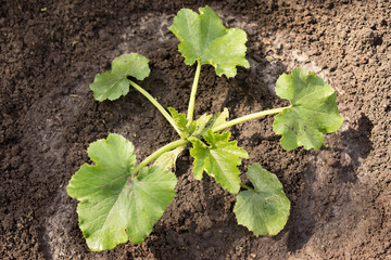 green marrow with flower and zucchini vegetable growing on the vegetable bed.