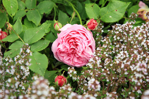 Blossom Of The Historic Pink Rose Louise Odier Bourbon Rose With