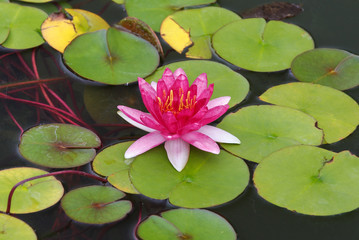 Pink Lotus in Pond