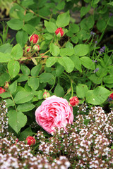 Blossom of the historic pink rose Louise Odier, bourbon rose with thyme in the summer garden. Foto with focus on pink flower.