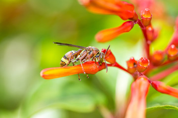 Hymenoptera on orange flower