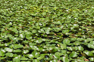 Leafs of water lily