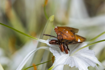 Shield bug on nature background