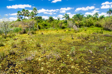 Fototapeta na wymiar Wetlands in Nature Reserve Esteros del Ibera