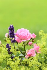 Rose, Lavendel und Frauenmantel