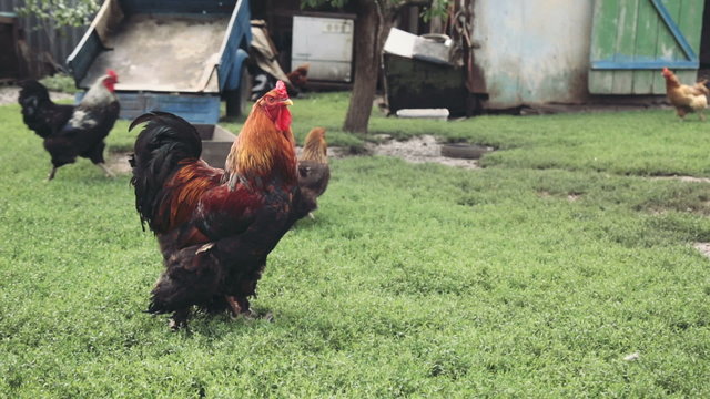 crowing rooster in profile in the farmyard