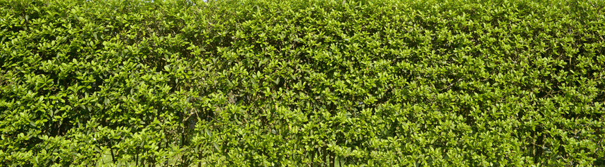 Hecke - Textur