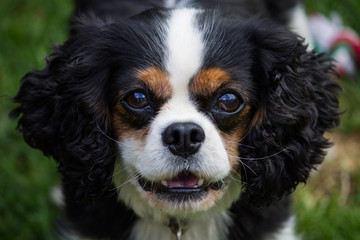 A Female Cavalier King Charles Spaniel dog breed, in the garden.
