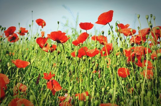 Poppy Flower