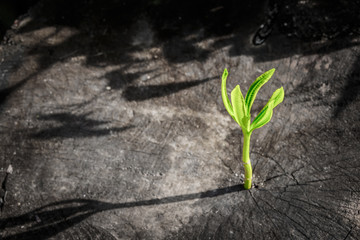 New tree growth up on dead tree as business concept can be success