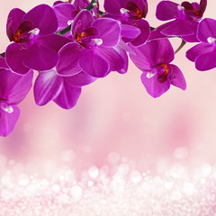 Fototapeta na wymiar Close-up of pink orchid phalaenopsis. Bouquet of flowers orchids