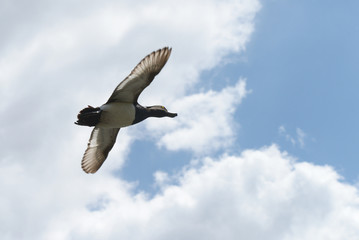 Tufted Duck - male in flight.