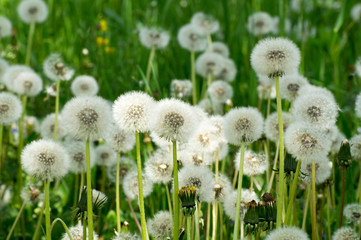 Many dandelions on a field
